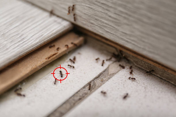 Best Termite Control Services  in Centerville, OH