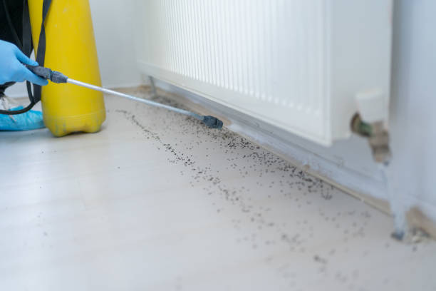 Best Flea Control Services  in Centerville, OH